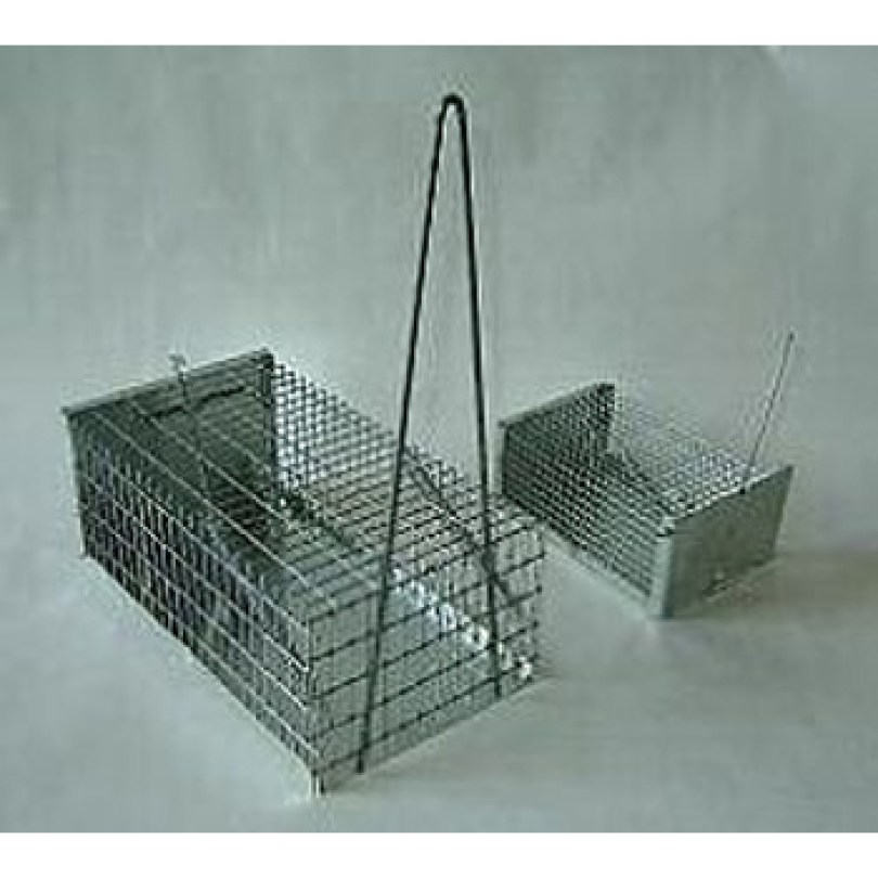 ΠΟΝΤΙΚΟΠΑΓΙΔΑ ΦΑΚΑ ΜΙΚΡΗ